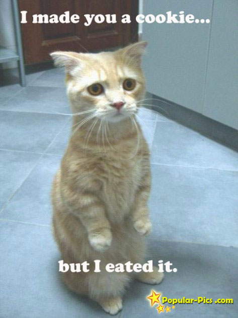 image: 58314-cat-eat-cookie