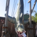 Universal Studios: Jaws attacks