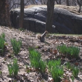 Central Park squirrel